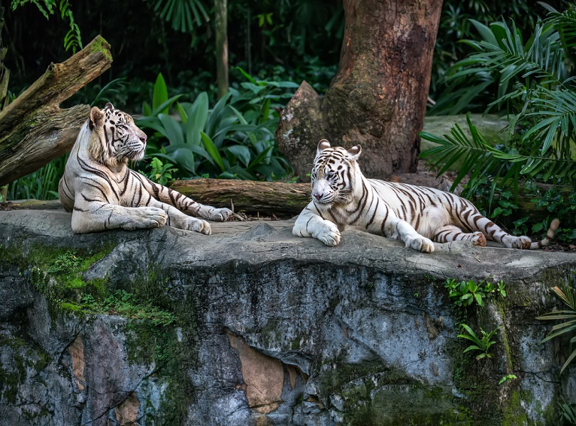 A VISIT TO SINGAPORE ZOO