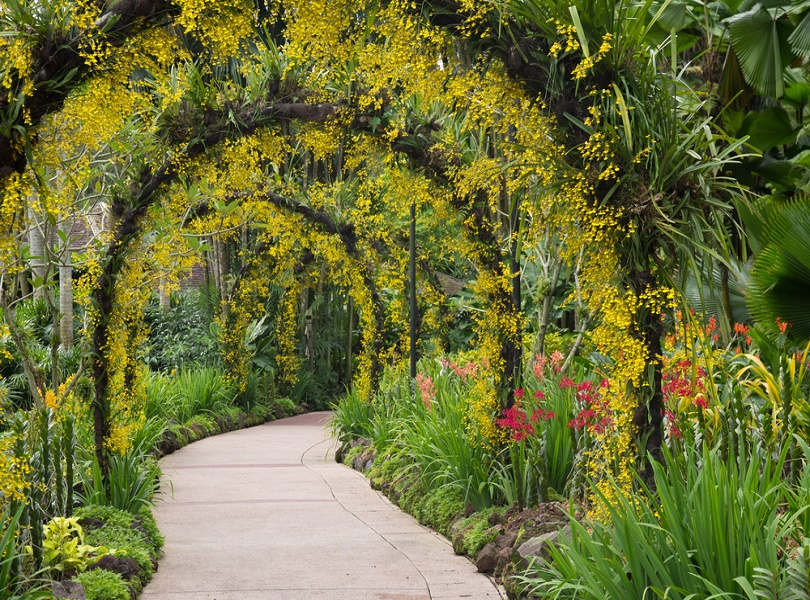 EXPLORE SINGAPORE BOTANIC GARDENS
