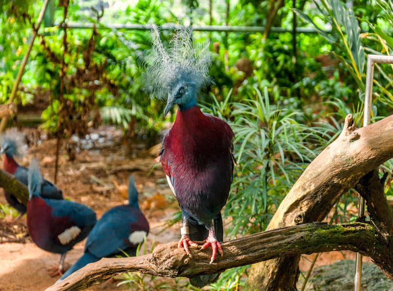 JURONG BIRD PARK