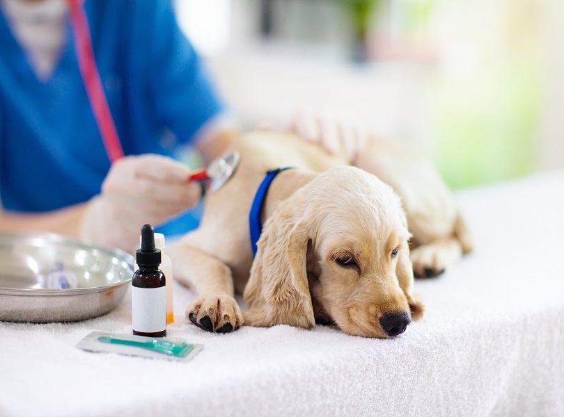 travelling with your pets