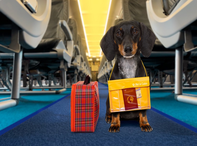 popular pet-friendly airlines
