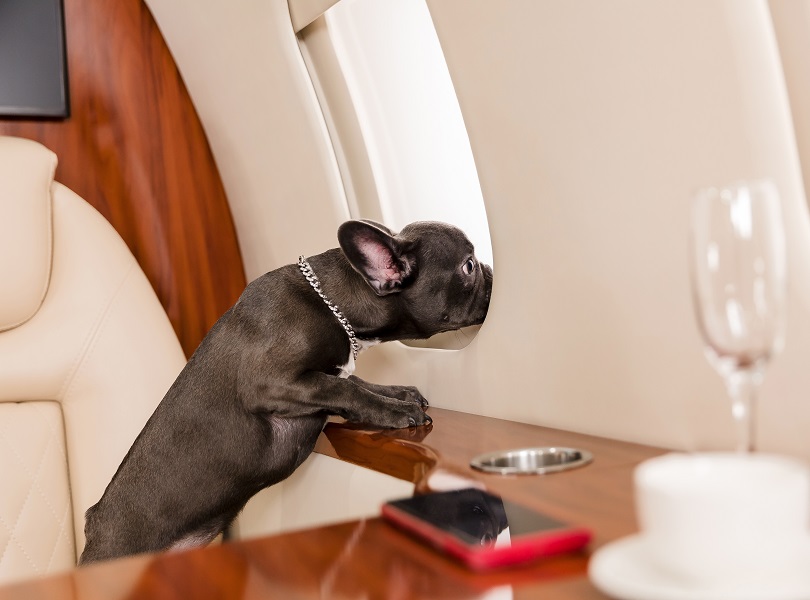 health of your pets before flying