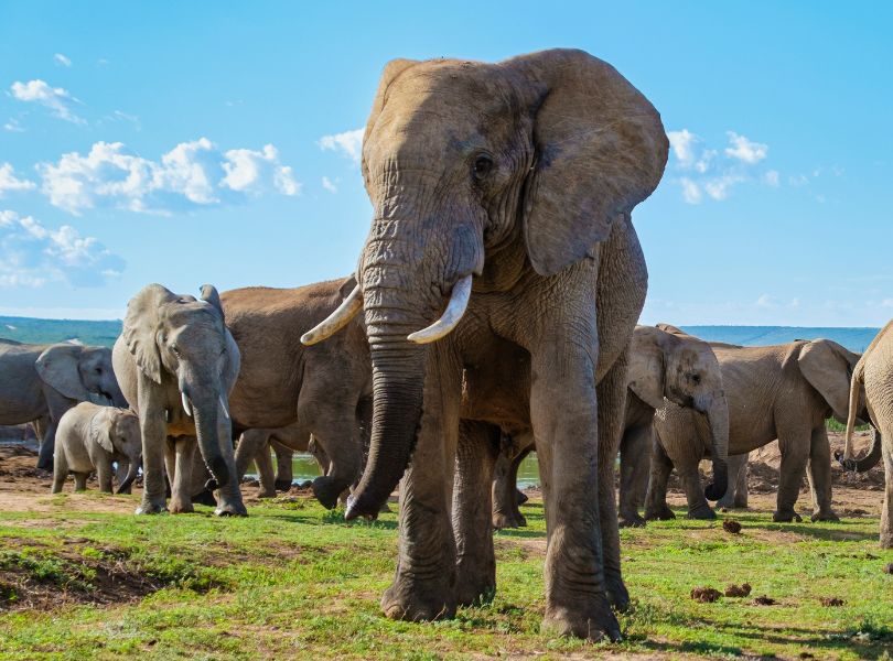 Addo Elephant National Park