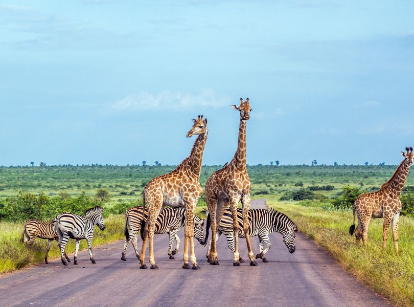 Kruger National Park