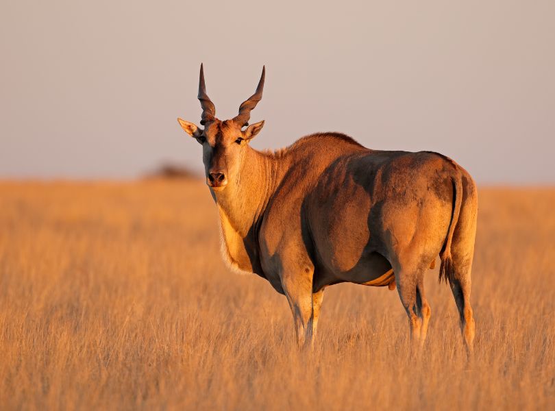 Mokala National Park