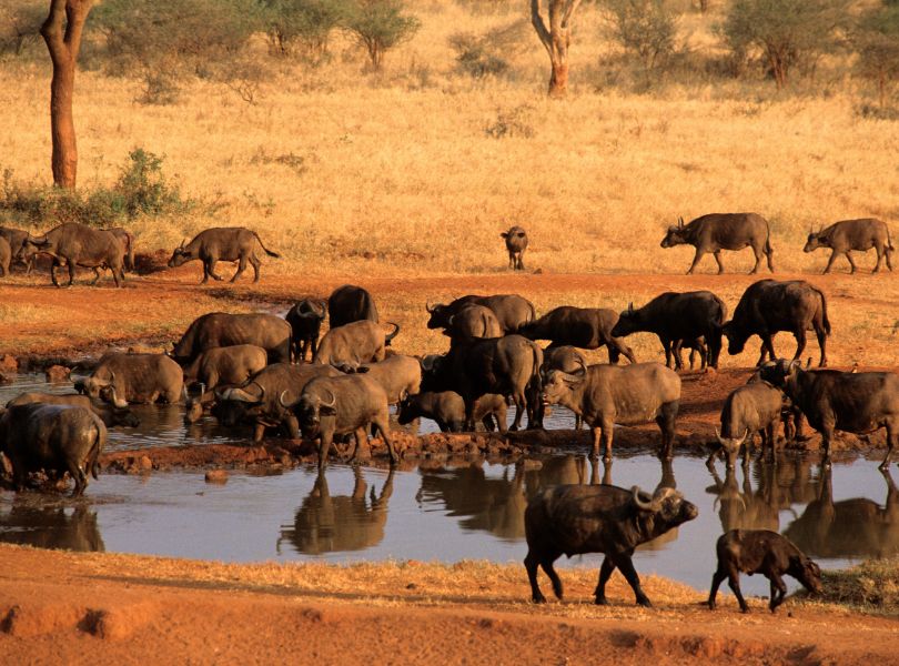 Tsavo National Park