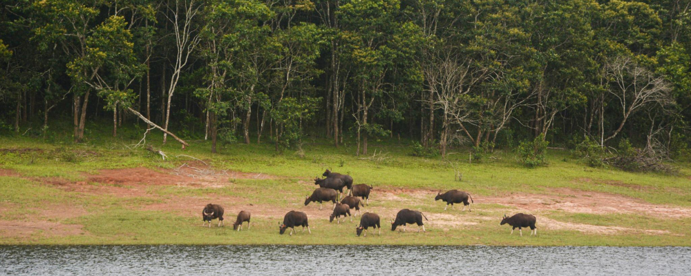 THEKKADY