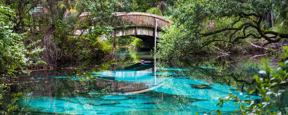 Ocala National Forest , Florida