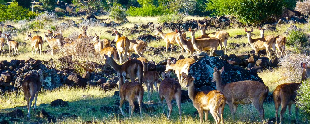 Casela Nature Parks
